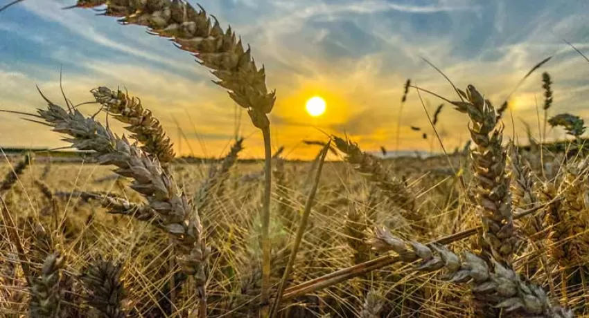 Field of ripened wheat